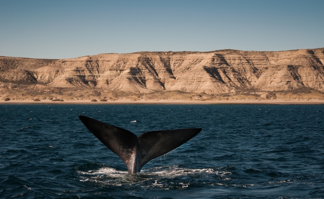 PUERTO MADRYN - SALIDA 19 DE OCTUBRE 2026 