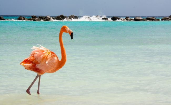 ARUBA - SALIDA 28 DE ABRIL 2027 