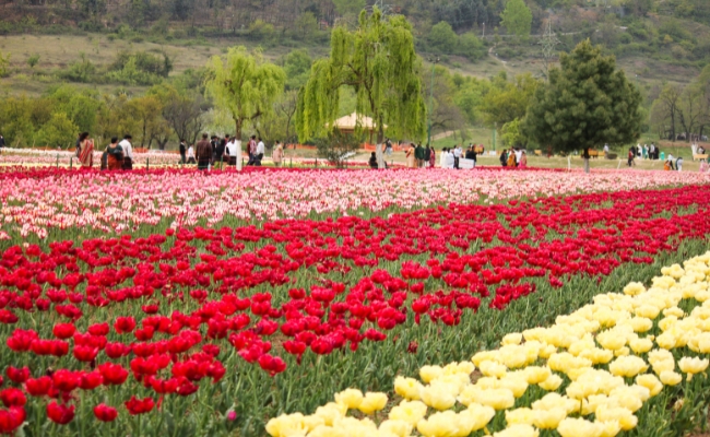 ESQUEL CON CAMPOS DE TULIPANES - SALIDA 27 OCTUBRE 2025 
