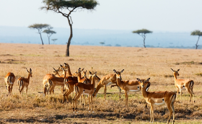SAFARI EXCLUSIVO KENIA Y UGANDA - SALIDA 01 DE MARZO 2026