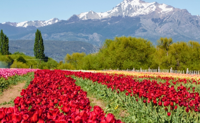 BALLENAS GALESES Y TULIPANES- SALIDA 28 DE SEPTIEMBRE 2026