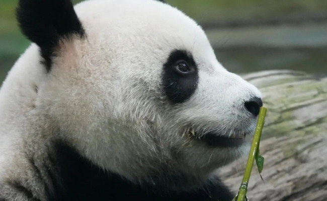 CHINA Y  ENCUENTRO CON LOS OSOS PANDA - SALIDA 03 DE OCTUBRE 2026