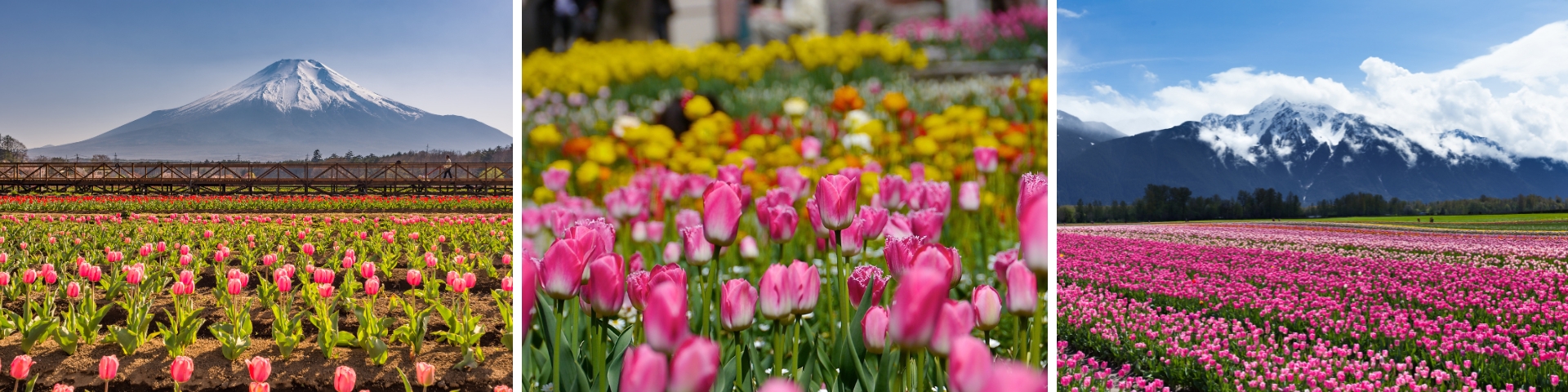 Campo de tulipanes