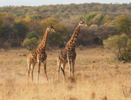 SUDAFRICA E ISLA MAURICIO-  SALIDA 10 DE ENERO 2026