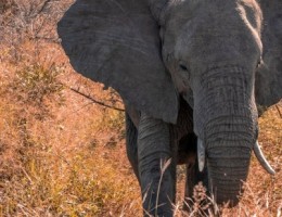 SUDAFRICA CON RUTA JARDN - SALIDA 23 DE MAYO 2026