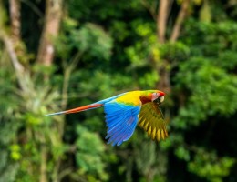 COSTA RICA - SELECT - SALIDA 12 DE SEPTIEMBRE 2026