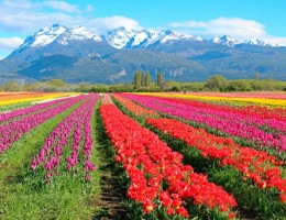 ESQUEL CON CAMPOS DE TULIPANES - SALIDA 20 OCTUBRE 2025 - ACOMPAADA POR NOSOTRAS