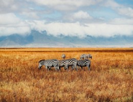 KENIA, TANZANIA & ZANZIBAR - SALIDA 02 NOVIEMBRE 2025