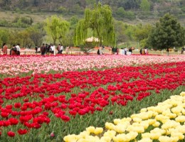 EL BOLSON CON CAMPO DE TULIPANES - SALIDA 20 DE OCTUBRE 2026