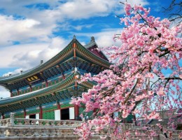 JAPON CON FLORACION DE CEREZOS- SALIDA 27 DE MARZO 2026