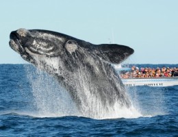 BALLENAS GALESES Y TULIPANES- SALIDA 28 DE SEPTIEMBRE 2026