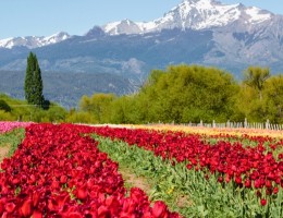 PATAGONIA AUSTRAL CON TULIPANES - SALIDAS OCTUBRE 2026