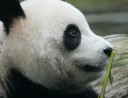 CHINA Y  ENCUENTRO CON LOS OSOS PANDA - SALIDA 03 DE OCTUBRE 2026